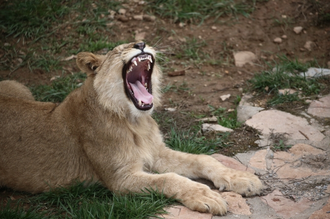 Cumhurbaşkanı Erdoğan'ın aslanları Gaziantep'i sevdi